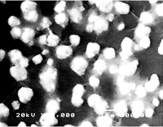 Изображение в обратно рассеяных электронах сплава олово-свинец (60% олова)